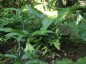 Disporum cantoniense - small image 1