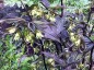 Disporum cantoniense ex 'Night Heron' - small image 1