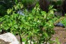 Disporum trabeculatum - small image 1