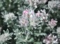 Dorycnium hirsutum - small image 1