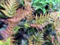 Dryopteris erythrosora AGM - small image 1