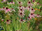 Echinacea pallida - small image 1