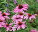 Echinacea purpurea 'Magnus' - small image 1
