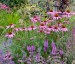 Echinacea purpurea 'Magnus Superior' AGM - small image 1