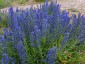 Echium 'Blue Bedder' AGM - small image 1