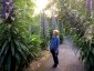 Echium pininana AGM - small image 1