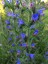 Echium vulgare - small image 1