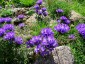 Edraianthus tenuifolius - small image 1