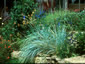 Elymus magellanicus - small image 1