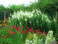 Epilobium angustifolium 'Album' - small image 1
