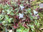 Epilobium glabellum - small image 1
