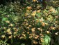 Epimedium 'Amber Queen' - small image 1