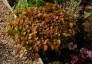Epimedium x rubrum - small image 1
