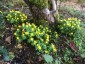 Eranthis hyemalis - small image 1