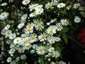 Erigeron annuus - small image 1