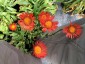 Erigeron aurantiacus - small image 1