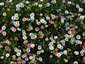 Erigeron karvinskianus - small image 1