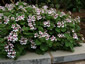Erodium pelargoniflorum - small image 1