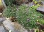Erodium x variabile Bishops form - small image 1