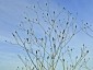 Eryngium ebracteatum - small image 1