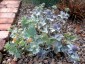 Eryngium maritimum - small image 1