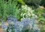 Eryngium x zabellii - small image 1