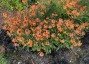Erysimum 'Apricot Twist' - small image 1
