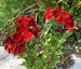 Erysimum 'Blood Red' - small image 1