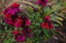 Erysimum 'Parrish's' - small image 1