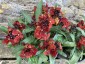 Erysimum 'Sugar Rush Red' - small image 1