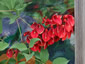 Erythrina crista-galli - small image 1