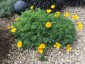 Eschscholzia californica coastal form - small image 1