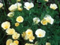 Eschscholzia californica 'Alba' - small image 1