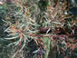Eucalyptus nicholii - small image 1