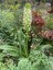 Eucomis pole-evansii - small image 1