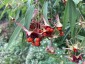 Euonymus cornutus var. quinquecornutus - small image 1