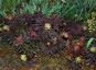 Euphorbia amygdaloides 'Purpurea' - small image 1