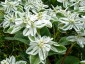Euphorbia marginata - small image 1