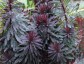 Euphorbia 'Miner's Merlot' - small image 1