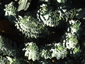 Euphorbia myrsinites - small image 1