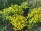 Euphorbia oblongata - small image 1