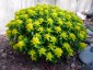 Euphorbia polychroma AGM - small image 1