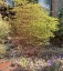 Euphorbia stricta - small image 1
