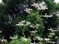 Fagopyrum dibotrys - small image 1