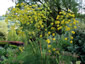 Ferula communis - small image 1