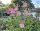 Filipendula rubra 'Venusta' AGM - small image 1