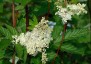 Filipendula ulmaria AGM - small image 1