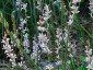 Francoa sonchifolia - small image 1