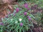Fritillaria meleagris - small image 1