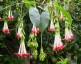 Fuchsia boliviana 'Alba' AGM - small image 1